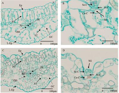 Physiological and transcriptomic analysis of salt tolerant Glaux maritima grown under high saline condition